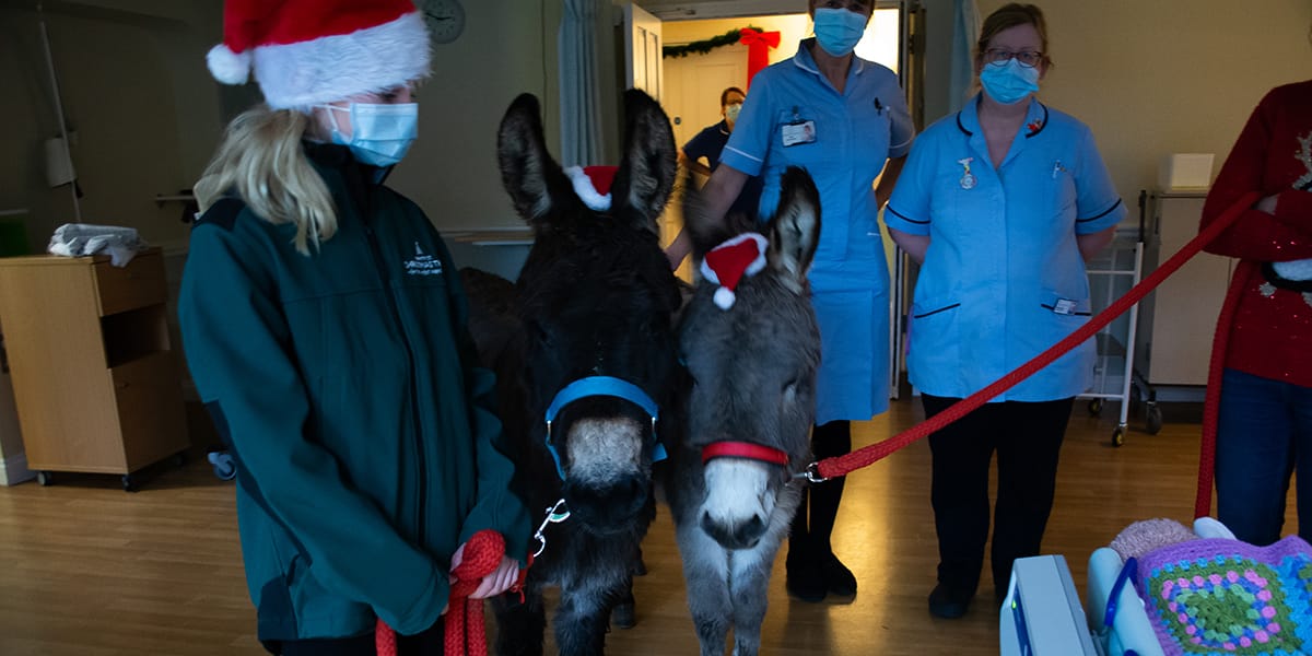 two miniature donkeys, Albert and Snoopy