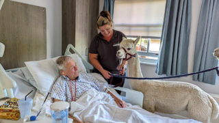 Alpacas Zeus and Wilson from South Paddocks Ltd visit Inpatient Unit at Weldmar Hospicecare